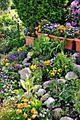 VIOLA X WITTROCKIANA AND VIOLA CORNUTA IN A ROCKERY