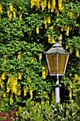 LABURNUM ANAGYROIDES