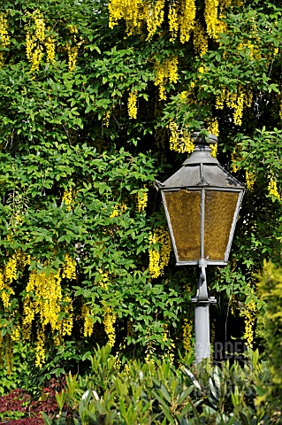 LABURNUM_ANAGYROIDES