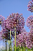 ALLIUM GIGANTEUM