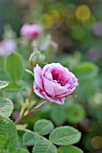 ROSA X CENTIFOLIA ROSE DE MEAUX