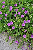 GERANIUM SANGUINEUM TINY MONSTER