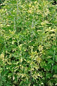 ARTEMISIA VULGARIS ORIENTAL LIMELIGHT