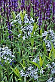 AMSONIA TABERNAEMONTANA AND SALVIA NEMOROSA