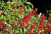 HEUCHERA SANGUINEA