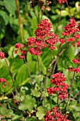 HEUCHERA SANGUINEA