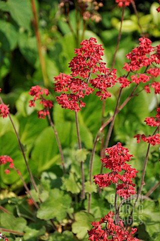 HEUCHERA_SANGUINEA