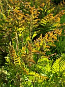 OSMUNDA REGALIS, ROYAL FERN