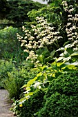 RODGERSIA PODOPHYLLA