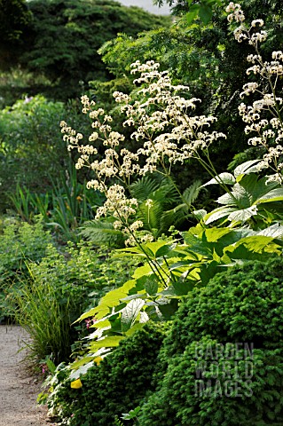 RODGERSIA_PODOPHYLLA