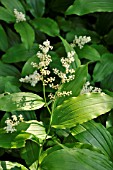 MAIANTHEMUM RACEMOSA SYN. SMILACINA RACEMOSA