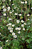 POTENTILLA RUPESTRIS