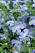 LOBELIA ERINUS LAURA SKY BLUE