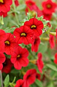 CALIBRACHOA CALITA DEEP RED