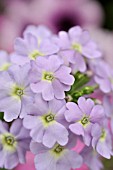 VERBENA X PERUVIANA VECTURA LAVENDER