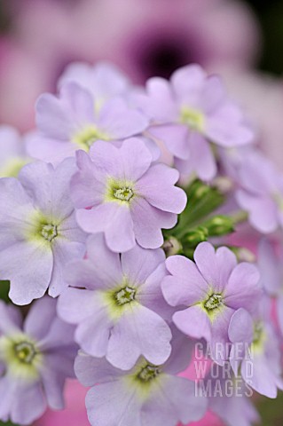 VERBENA_X_PERUVIANA_VECTURA_LAVENDER