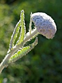 ACHILLEA CLYPEOLATA, YARROW