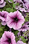 PETUNIA SURFINIA PURPLE VEIN