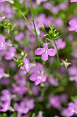 LOBELIA ERINUS LAGUNA HEAVENLY LILAC