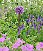 ALLIUM, SALVIA AND GERANIUM