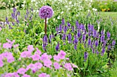 ALLIUM, SALVIA AND GERANIUM