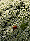 LASERPITIUM SILER, WITH LADYBIRD