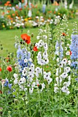 DELPHINIUM AND PAPAVER