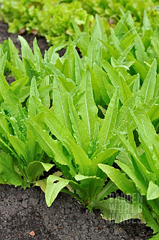 LACTUCA_SATIVA_VAR_ANGUSTANA