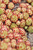 SEMPERVIVUM X FIMBRIATUM