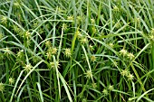 CAREX GRAYI