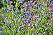 ANCHUSA AZUREA