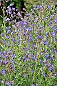 ANCHUSA AZUREA