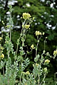 THALICTRUM FLAVUM SUBSP. GLAUCUM SYN. THALICTRUM SPECIOSISSIMUM