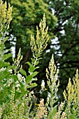 VERBASCUM LYCHNITIS