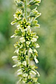 VERATRUM ALBUM