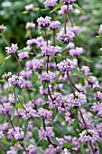 PHLOMIS TUBEROSA