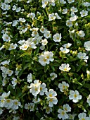 CISTUS ALBANICUS, ROCK ROSE