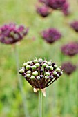 ALLIUM ATROPURPUREUM