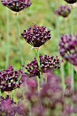 ALLIUM ATROPURPUREUM