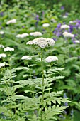 TANACETUM MACROPHYLLUM