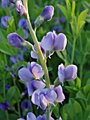 BAPTISIA AUSTRALIS, BLUE FALSE INDIGO