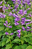 CAMPANULA LATIFOLIA