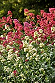 CENTRANTHUS RUBER ALBUS AND CENTRANTHUS RUBER COCCINEUS