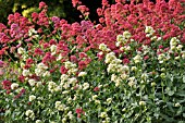 CENTRANTHUS RUBER ALBUS AND CENTRANTHUS RUBER COCCINEUS