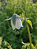 CODONOPSIS CLEMATIDEA, BONNET BELLFLOWER