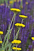 ACHILLEA FILIPENDULINA CORONATION GOLD AND SALVIA NEMOROSA