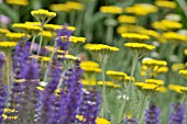 ACHILLEA FILIPENDULINA CORONATION GOLD AND SALVIA NEMOROSA