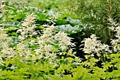 ARUNCUS DIOICUS ZWEIWELTENKIND