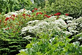 HERACLEUM LANATUM AND ROSA PARKDIREKTOR RIGGERS