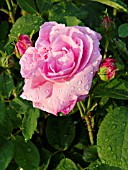 ROSA JULES MARGOTTIN, ROSE